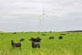 Sheep on green pasture, with wind turbines in a distance