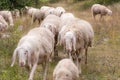 Sheep group during transhumance