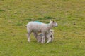 Sheep in the GrÃÂ¼ner Brink