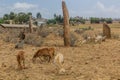 Sheep at Gudit Stelae field in Axum, Ethiop