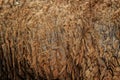 Sheep hair (Texture) Royalty Free Stock Photo