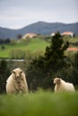 Sheep breed latza in the field with long hair