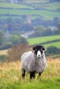 Sheep on Hamel Down Royalty Free Stock Photo