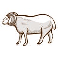 Sheep hand drawn icon. Domestic animal. Farming, husbandry. Livestock. Wool production.