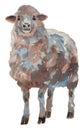 The sheep. Hand painted, isolated on white background watercolor illustration