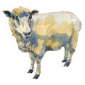 The sheep. Hand painted, isolated on white background watercolor illustration