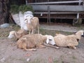 The sheep hang out with friends