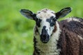 Sheep has white and brown fur, on a summer day in a field Royalty Free Stock Photo