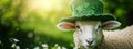Sheep in a hat for St. Patrick& x27;s Day. Selective focus. Royalty Free Stock Photo
