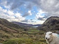 Sheep having a look at the camera at Llyn Gwynant in Snowdonia National Park Gwynedd North Wales
