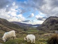 Sheep having a look at the camera at Llyn Gwynant in Snowdonia National Park Gwynedd North Wales