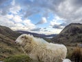 Sheep having a look at the camera at Llyn Gwynant in Snowdonia National Park Gwynedd North Wales