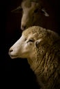 Sheep head Royalty Free Stock Photo