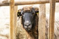 Sheep head behind a fence in a romanian farm