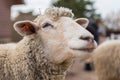 Sheep head close up. Farm animals.