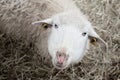 Sheep head face portrait close-up from above top