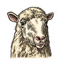 Sheep head. Hand drawn in a graphic style. Vintage engraving illustration for info graphic, poster, web. Isolated on white Royalty Free Stock Photo