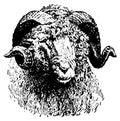 Sheep head I Antique Animal Illustrations