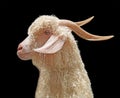 Sheep head isolated on black background Royalty Free Stock Photo