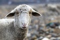 Sheep head shot with selective focus and blue background Royalty Free Stock Photo