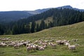 Sheep heard and a mountain landscape Royalty Free Stock Photo