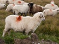 Sheep heard and a mountain meadow Royalty Free Stock Photo