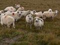 Sheep heard and a mountain meadow Royalty Free Stock Photo