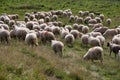 Sheep heard and a mountain meadow Royalty Free Stock Photo