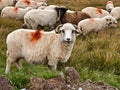 Sheep heard and a mountain meadow Royalty Free Stock Photo