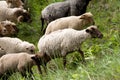 Sheep heard Royalty Free Stock Photo