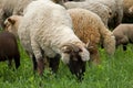 Sheep heard Royalty Free Stock Photo