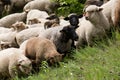 Sheep heard