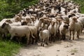 Sheep heard Royalty Free Stock Photo