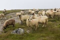 Sheep heard and a mountain meadow Royalty Free Stock Photo