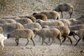 Sheep heard walking Royalty Free Stock Photo