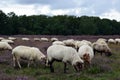 Sheep on the heath between the cities of Laren and Hilversum