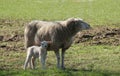 Sheep with Her Baby Lamb. Royalty Free Stock Photo