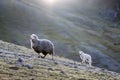 A Sheep and her Baby Lamb on Mountain Trail in Peru Royalty Free Stock Photo