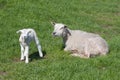 Sheep with her lamb Royalty Free Stock Photo