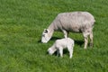 Sheep with her lamb Royalty Free Stock Photo