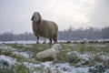 Sheep with her lamb newborn Royalty Free Stock Photo