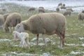 Sheep with her lamb newborn Royalty Free Stock Photo