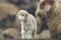 Sheep with her lamb newborn Royalty Free Stock Photo