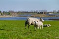 Sheep with her lambs in a meadow