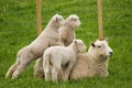 A Sheep and her lambs Royalty Free Stock Photo