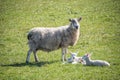 A Sheep and her lambs