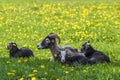 Sheep with her lambs resting in the shade on a meadow