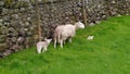 Sheep with her lambs by wall