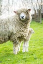 Sheep and her newborn lamb Royalty Free Stock Photo