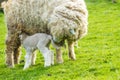 Sheep and her newborn lamb